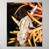 Baby Created Gecko Print/Poster Poster (Vorne)