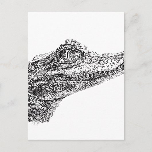 Baby Crocodile Ink Zeichnend Postkarte (Vorderseite)
