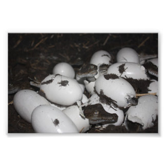 Baby Crocodiles Fotodruck