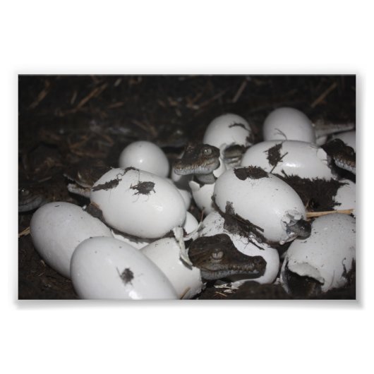 Baby Crocodiles Fotodruck (Vorne)