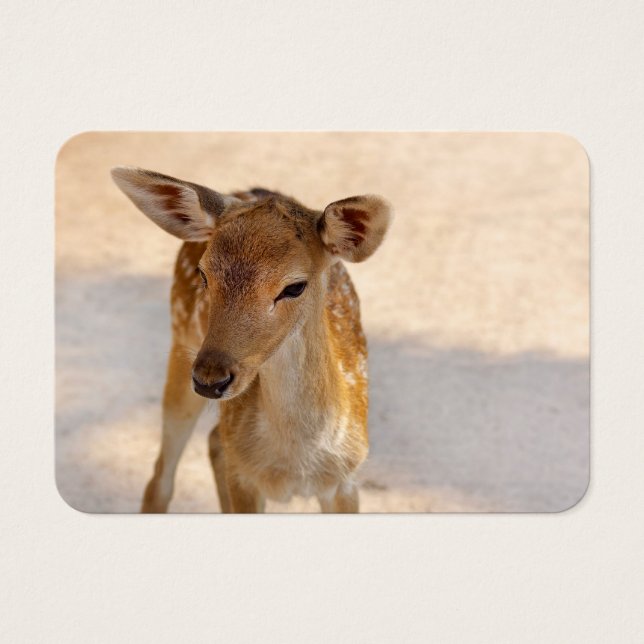 Baby Deer (Vorderseite)