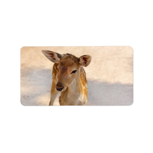Baby Deer Adressaufkleber (Vorne)