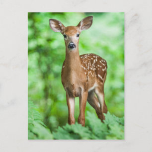 Baby Deer Fawn Bambi in the Forest Postkarte