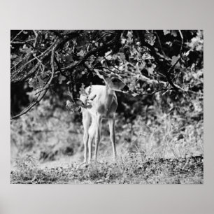 Baby Deer Fawn Fotografie Print Poster