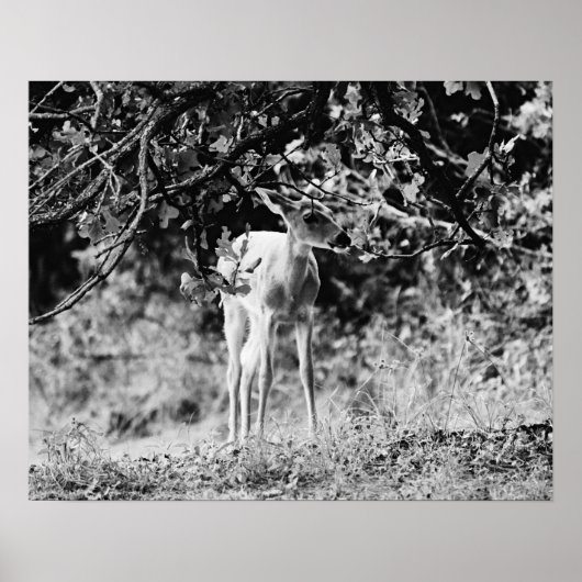 Baby Deer Fawn Fotografie Print Poster (Vorne)