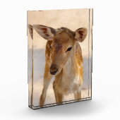 Baby Deer Fotoblock (Links)