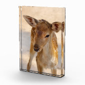 Baby Deer Fotoblock (Rechts)