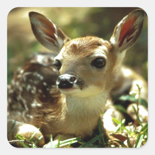 Baby Deer Geschenke Quadratischer Aufkleber (Vorderseite)