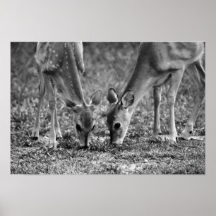 Baby Deer Grazing Fotografien Print Poster