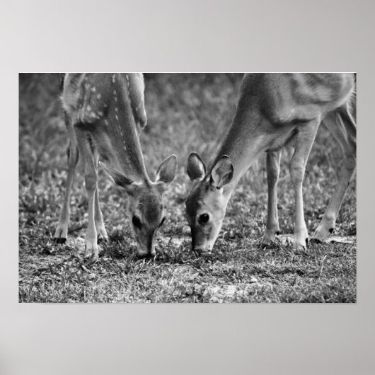 Baby Deer Grazing Fotografien Print Poster (Vorne)
