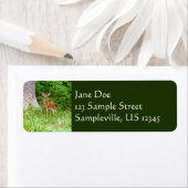 Baby Deer in the Woods Nature Fotografy (Insitu)