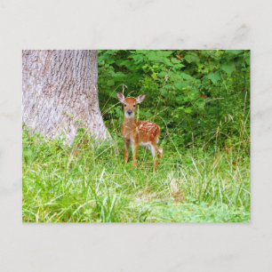 Baby Deer in the Woods Nature Fotografy Postkarte