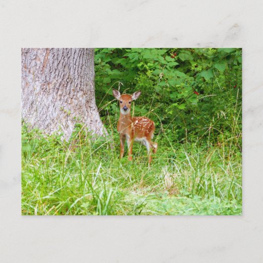 Baby Deer in the Woods Nature Fotografy Postkarte (Vorderseite)