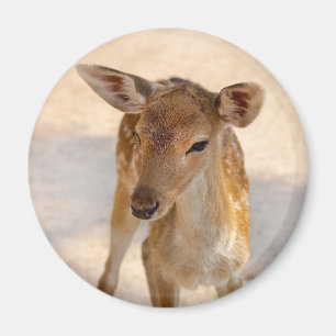 Baby Deer Magnet