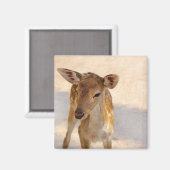Baby Deer Magnet (Vorderseite/Rückseite)