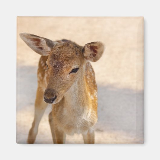 Baby Deer Magnet (Vorne)