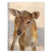 Baby Deer Notizblock (Vorderseite)