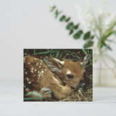 Baby Deer Postcard Postkarte (Stehend Vorderseite)