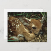 Baby Deer Postcard Postkarte (Vorne/Hinten)