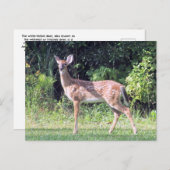Baby Deer Postcard Postkarte (Vorne/Hinten)