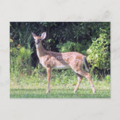 Baby Deer Postcard Postkarte (Vorderseite)