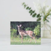 Baby Deer Postcard Postkarte (Stehend Vorderseite)