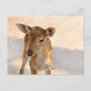Baby Deer Postkarte