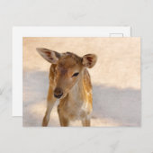Baby Deer Postkarte (Vorne/Hinten)