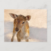 Baby Deer Postkarte (Vorderseite)