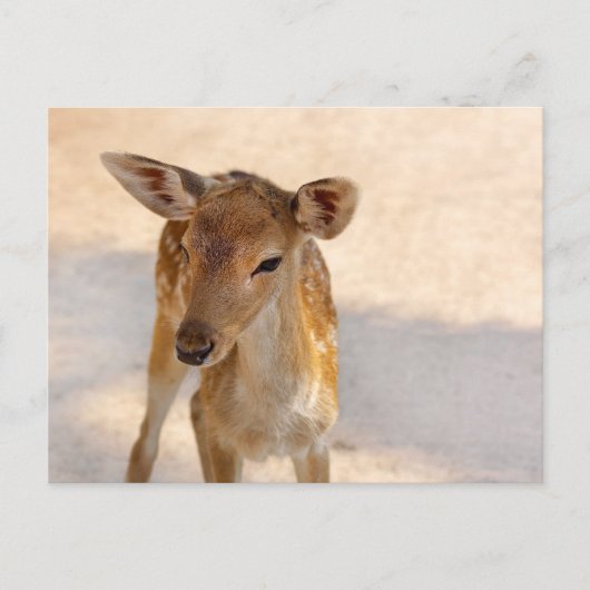 Baby Deer Postkarte (Vorderseite)