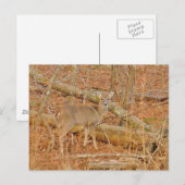 Baby Deer's Erster Winter Postkarte (Vorne/Hinten)