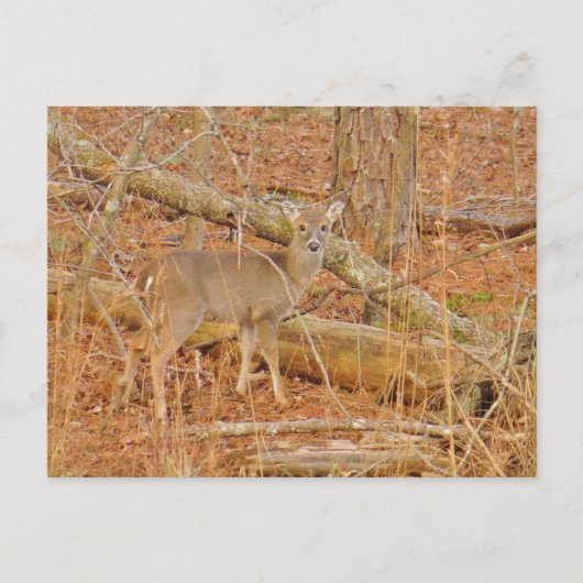 Baby Deer's Erster Winter Postkarte (Vorderseite)