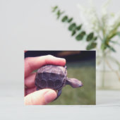 Baby Diamondback Turtle Postkarte (Stehend Vorderseite)