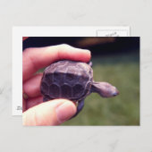 Baby Diamondback Turtle Postkarte (Vorne/Hinten)