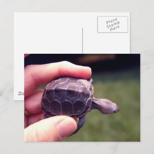 Baby Diamondback Turtle Postkarte (Vorne/Hinten)