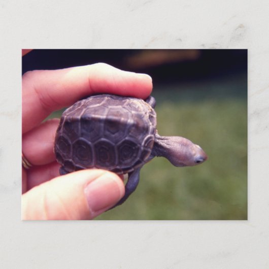 Baby Diamondback Turtle Postkarte (Vorderseite)