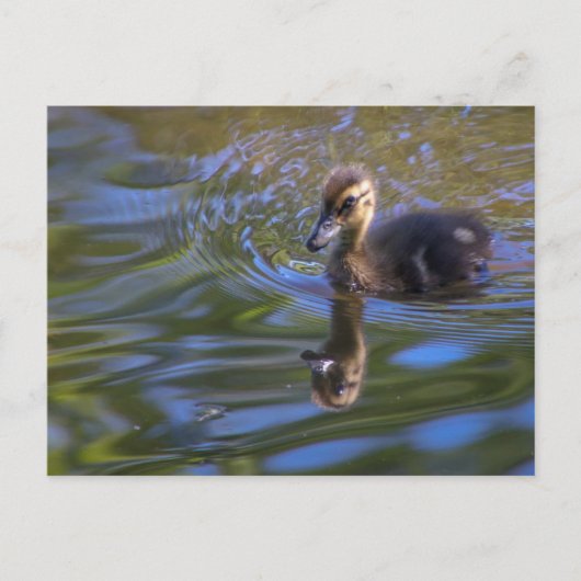 Baby Donald Postkarte (Vorderseite)