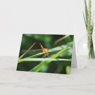 Baby Dragonfly Karte