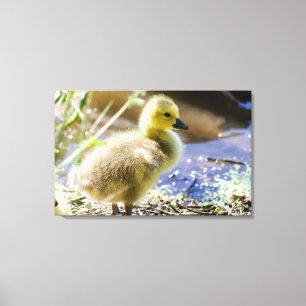 Baby Duck Leinwanddruck