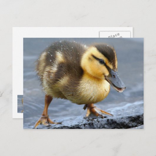 Baby Duck Postcard Postkarte (Vorne/Hinten)
