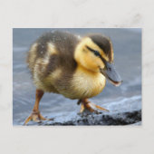 Baby Duck Postcard Postkarte (Vorderseite)