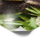 Baby Duck Schlafen Fotodruck (Ecke)