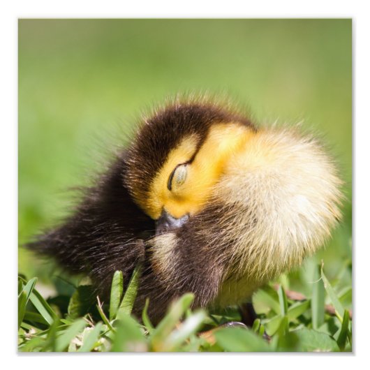 Baby Duck Schlafen Fotodruck (Vorne)