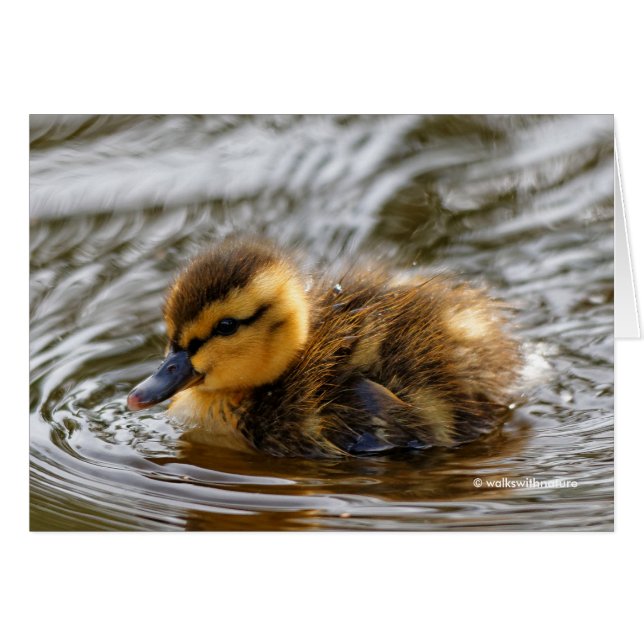 Baby Duckling Paddles im lokalen Teich (Vorderseite (Horizontal))