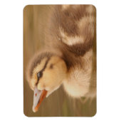 Baby Ducks Duckling Bird Wildlife Animals Mallard Magnet (Vertikal)