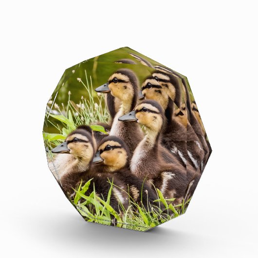 Baby Ducks Fotoblock (Rechts)