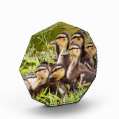 Baby Ducks Fotoblock (Links)