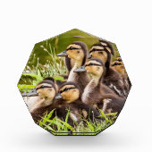 Baby Ducks Fotoblock (Vorderseite)