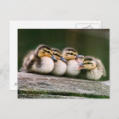 Baby Ducks Postkarte (Vorne/Hinten)