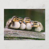 Baby Ducks Postkarte (Vorderseite)
